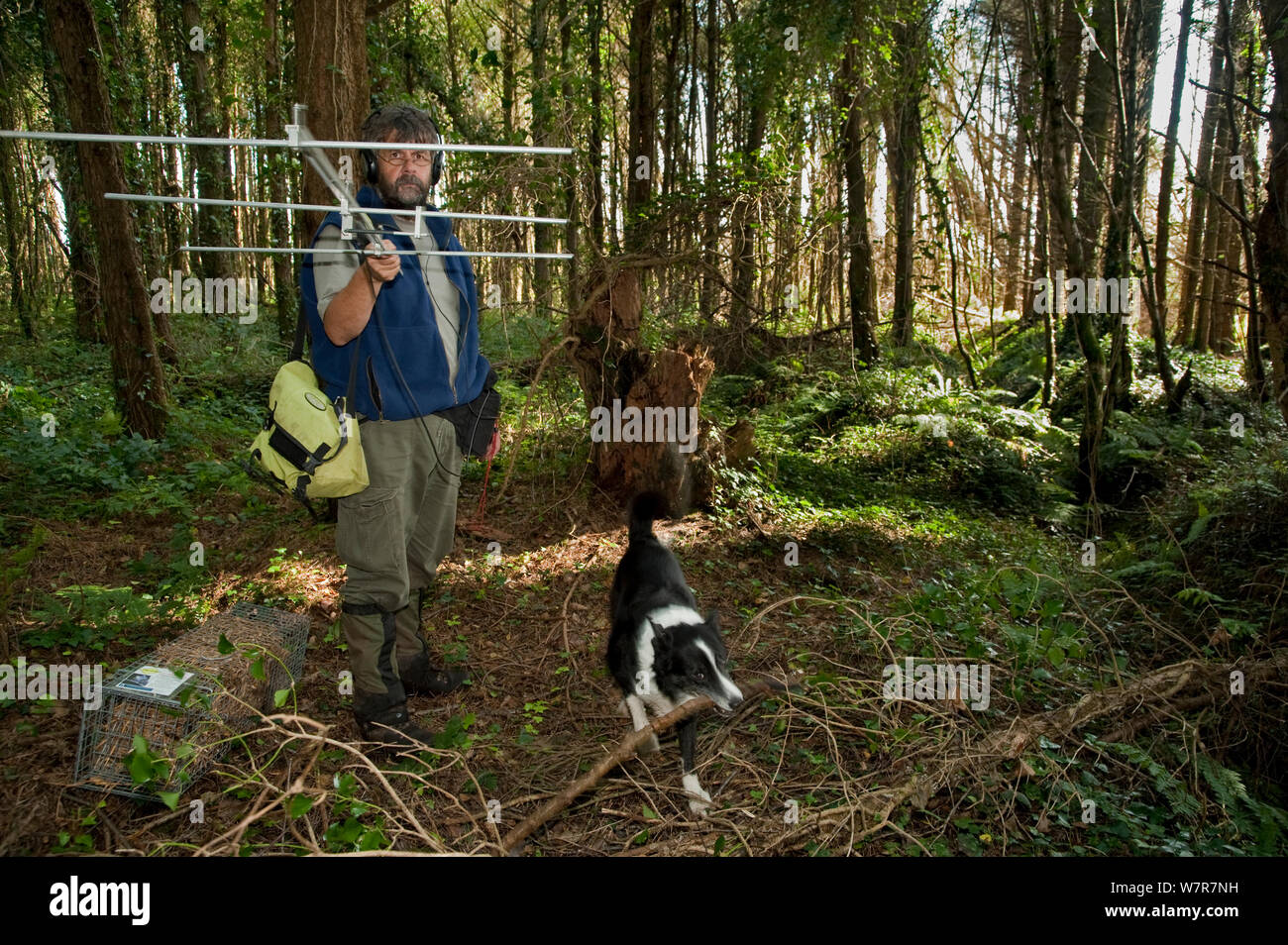 Pete Turner radio tracking pine martens (Martes martes) accompanied by border collie dog, Pine marten research by the Waterford Institute of Technology, Ireland.  August 2008 Stock Photo