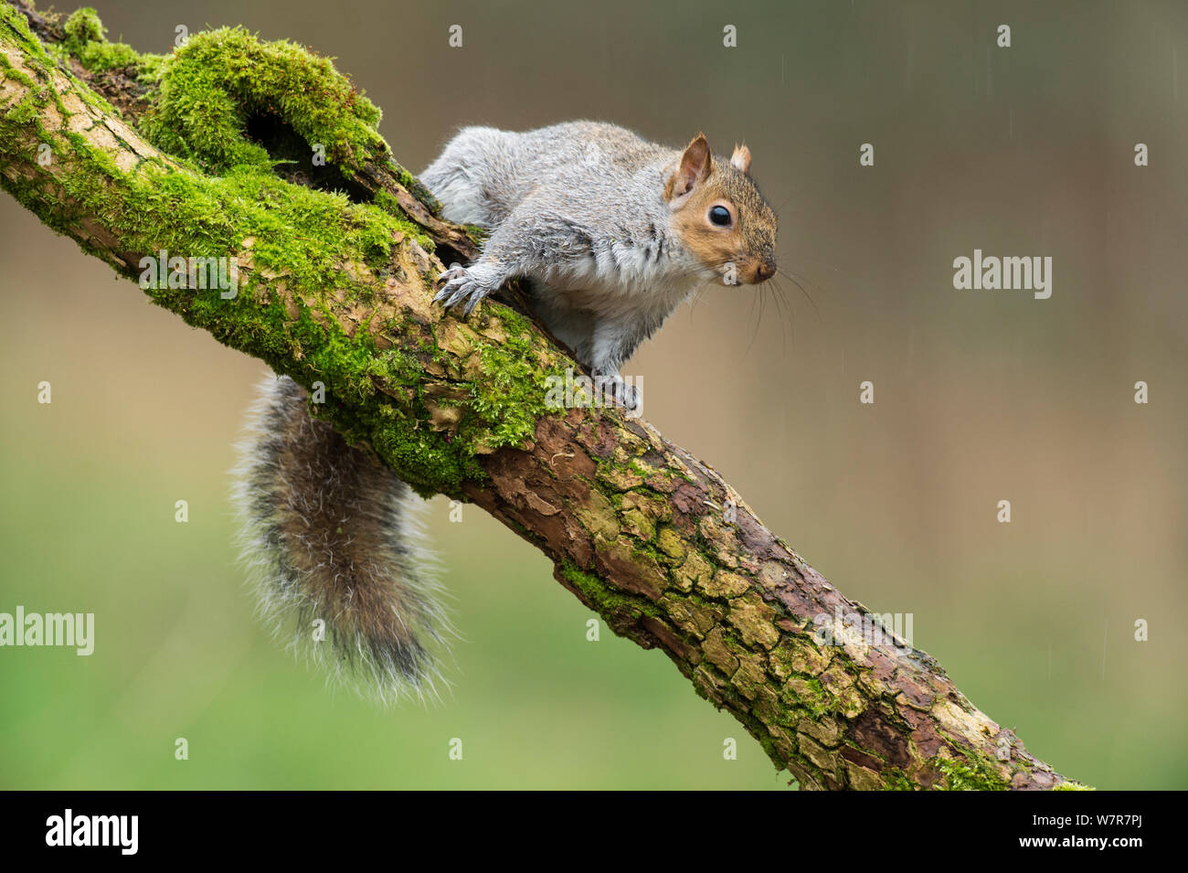 Grey Squirrel (Sciurus carolinensis) on mossy branch. Kent, UK. January 2013 Stock Photo