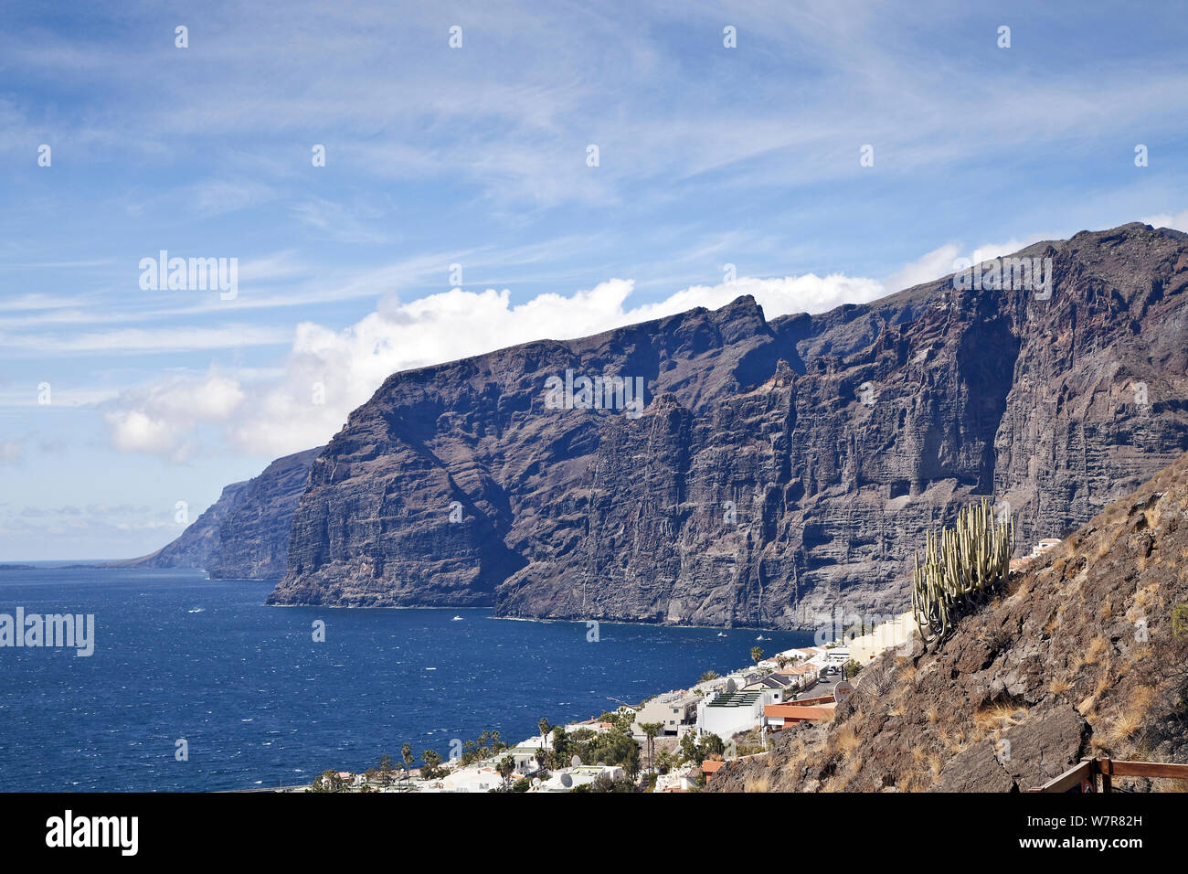 Los Gigantes cliffs, with Hercules club / Canary Island spurge (Euphorbia canariensis) on a hillside in the foreground, Tenerife, Canary Islands, Spain, March. Stock Photo