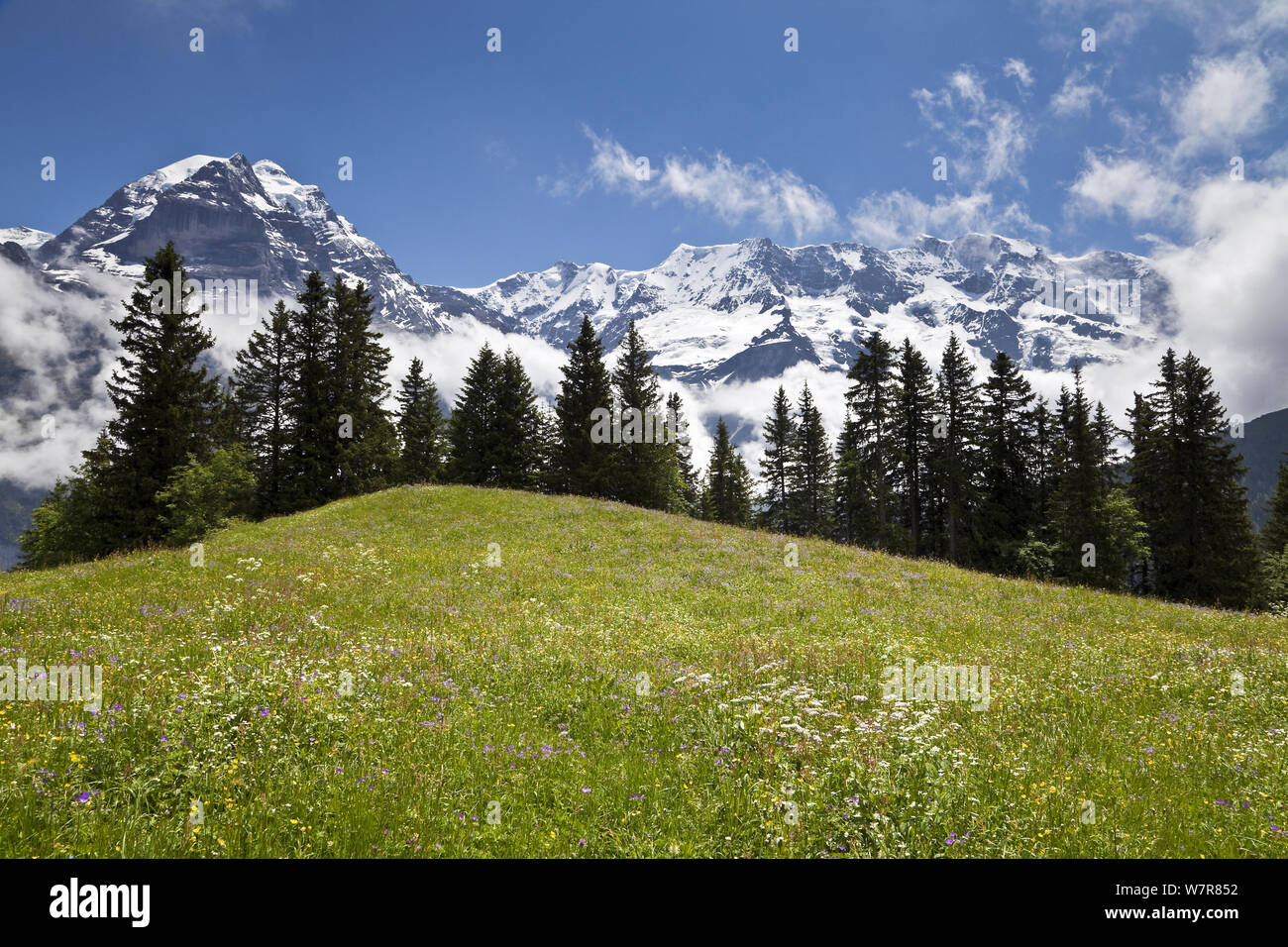 Alpine meadow at Murren, with mountains in the background, Lauterbrunnen Valley, Bernese Oberland, Switzerland, June 2012 Stock Photo