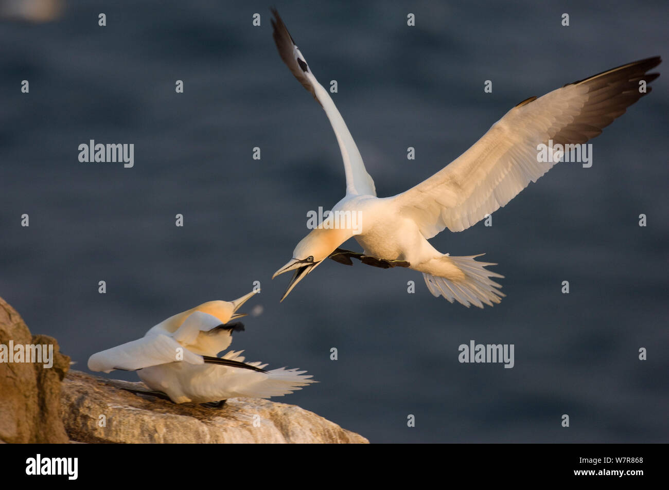 Gannet (Morus bassanus) in the middle of a neighbourly dispute. Shetland Islands, Scotland, UK August. Stock Photo