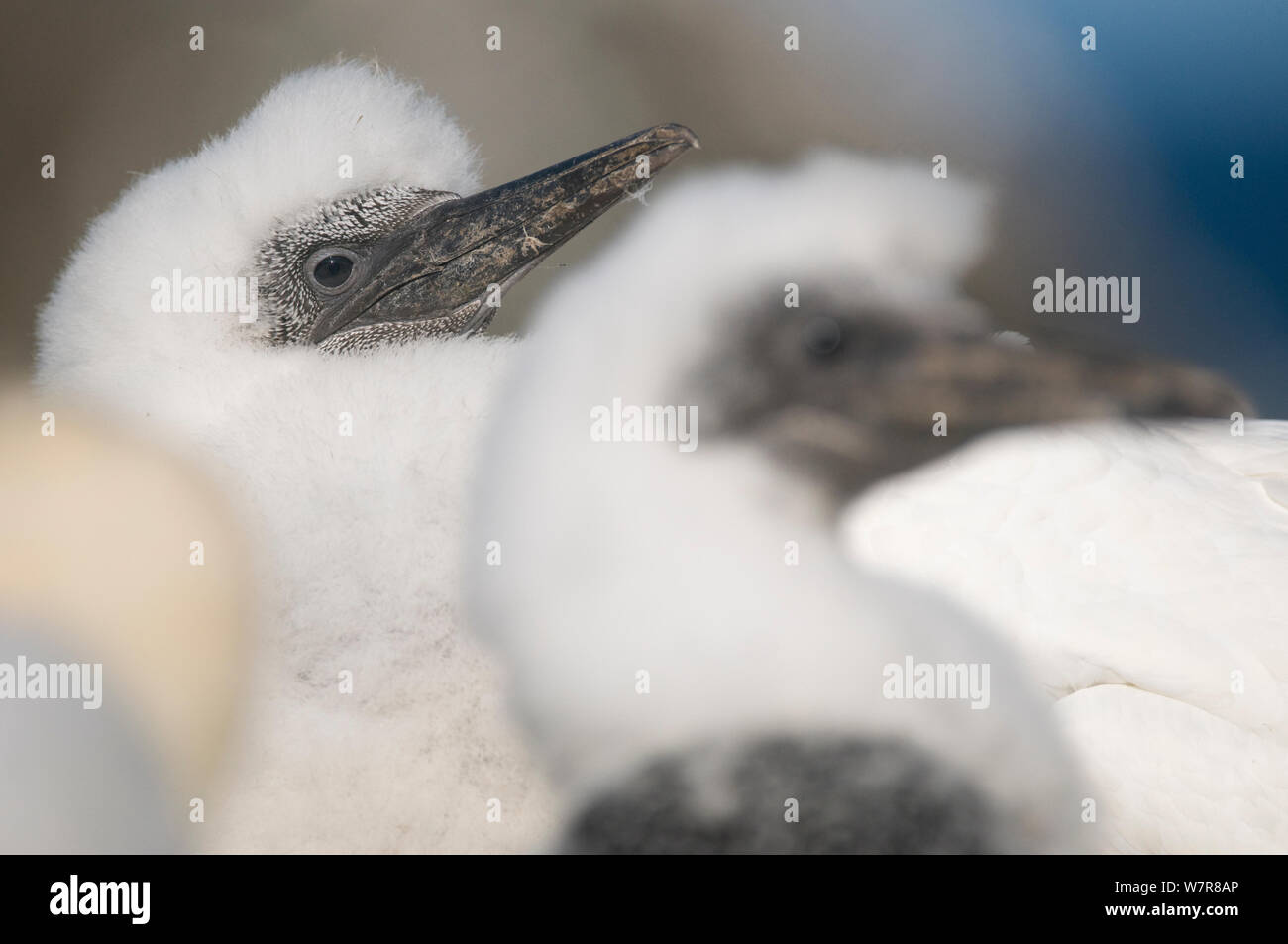 Gannet (Morus bassanus) profile of a pair of growing chicks. Shetland Islands, Scotland, UK,  July. Stock Photo