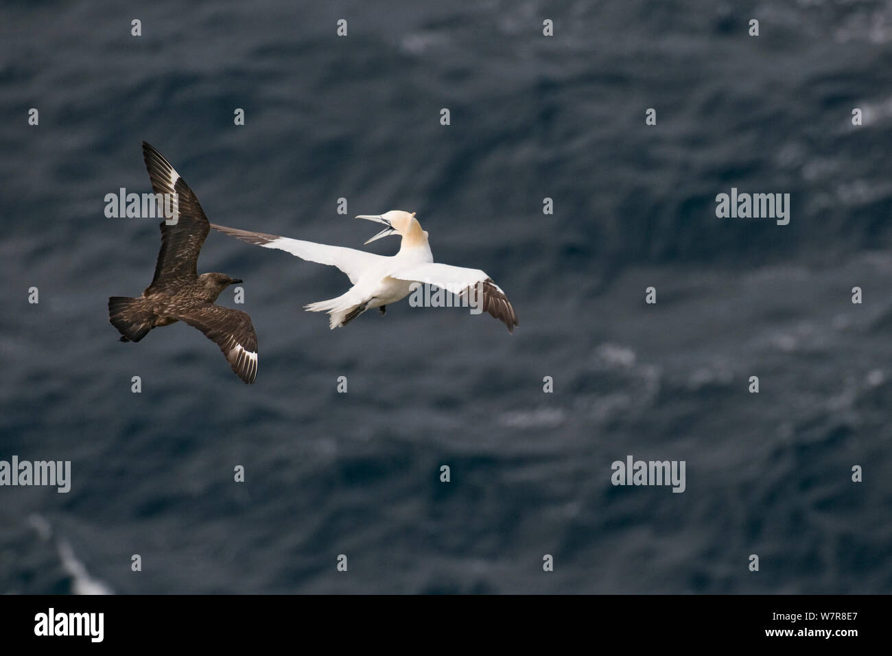 Great skua (Stercorarius skua) flying up behind to  attack the Gannet (Morus basanus) and try to force it, in mid-air, to regurgitate fish. This new, adaptive behavior has only been noted in the last couple of years. Shetland Islands, Scotland, UK, September. Stock Photo