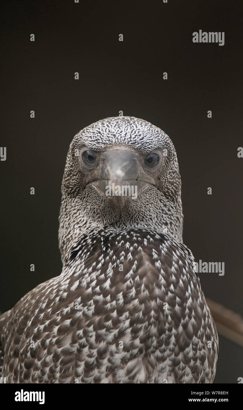 Gannet (Morus bassanus) portrait of a fully fledged chick, Shetland Islands, Scotland, UK, July Stock Photo