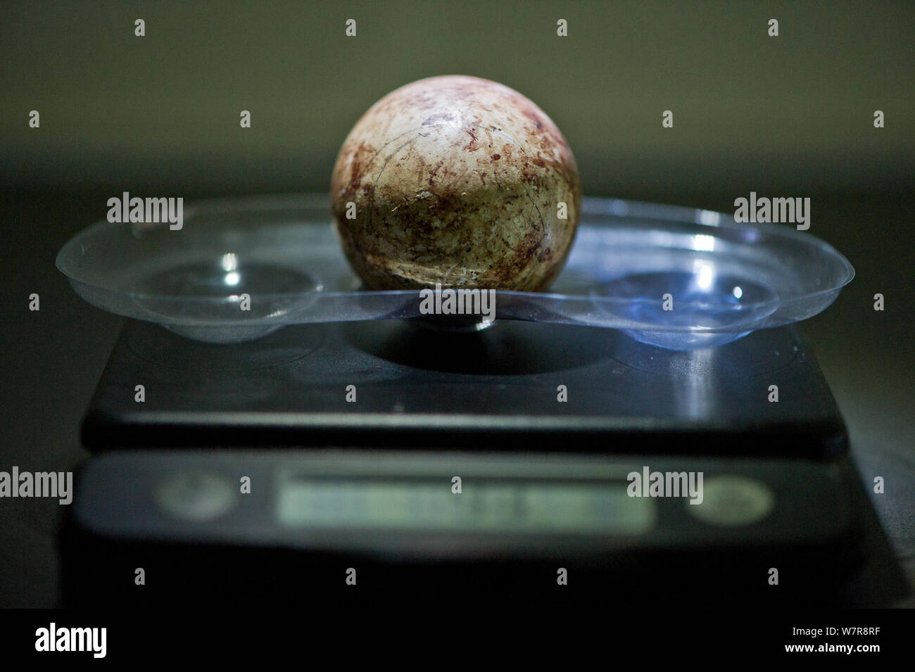 African penguin (Spheniscus demersus) egg being weighed, part of Chick Bolstering Project, Southern African Foundation for the Conservation of Coastal Birds (SANCCOB), South Africa May 2012 Stock Photo