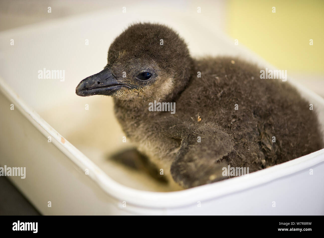 African penguin chick (Spheniscus demersus) being weighed, part of the Chick Bolstering Project, Southern African Foundation for the Conservation of Coastal Birds (SANCCOB), South Africa. May 2012. Stock Photo