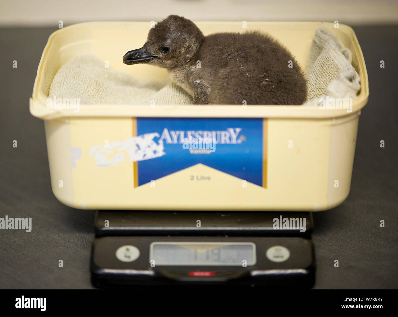 African penguin (Spheniscus demersus) being weighed, part of Chick Bolstering Project, Southern African Foundation for the Conservation of Coastal Birds (SANCCOB), South Africa May 2012 Stock Photo