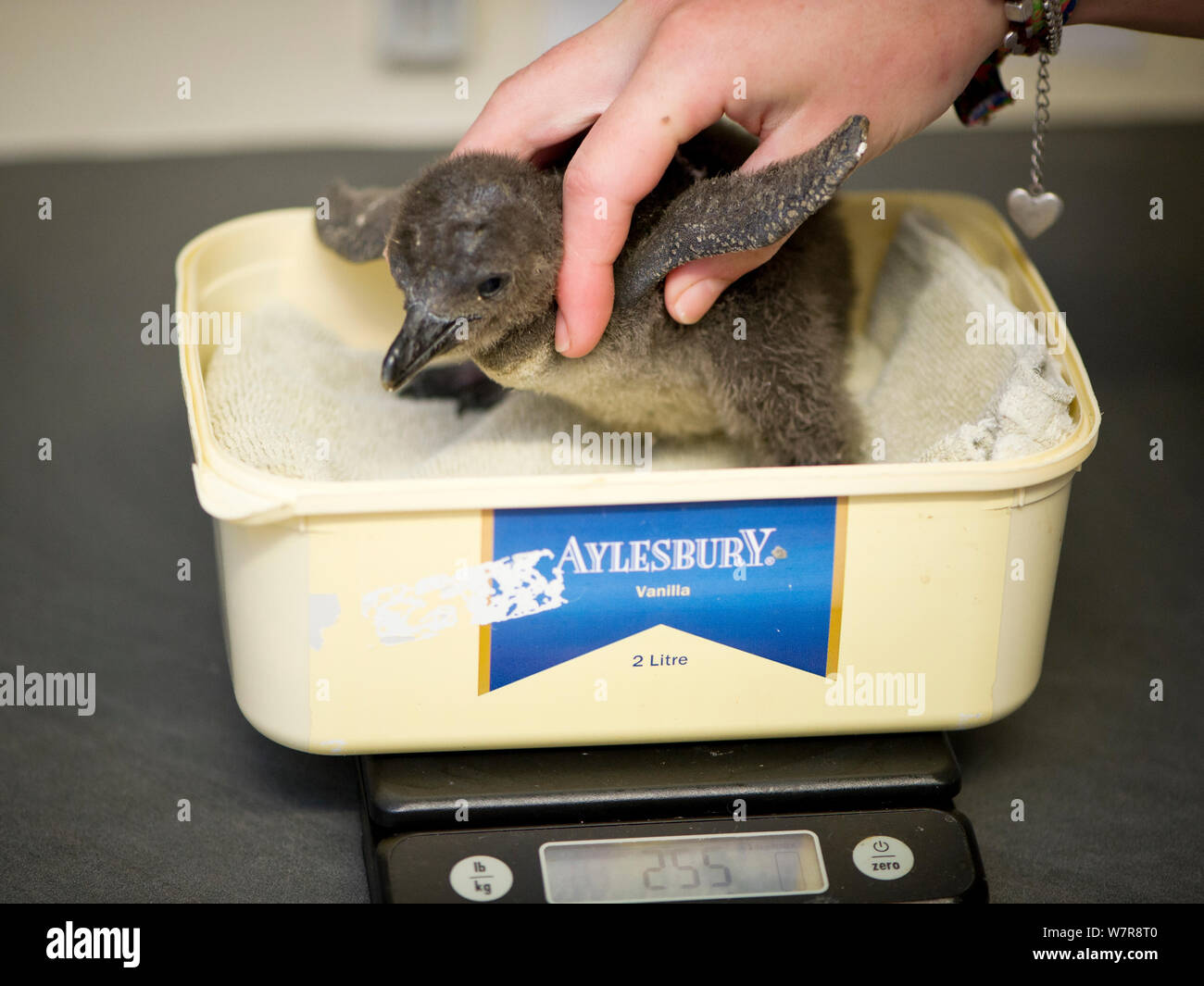 African penguin (Spheniscus demersus) chick being weighed, part of Chick Bolstering Project, Southern African Foundation for the Conservation of Coastal Birds (SANCCOB), South Africa captive May 2012. Stock Photo