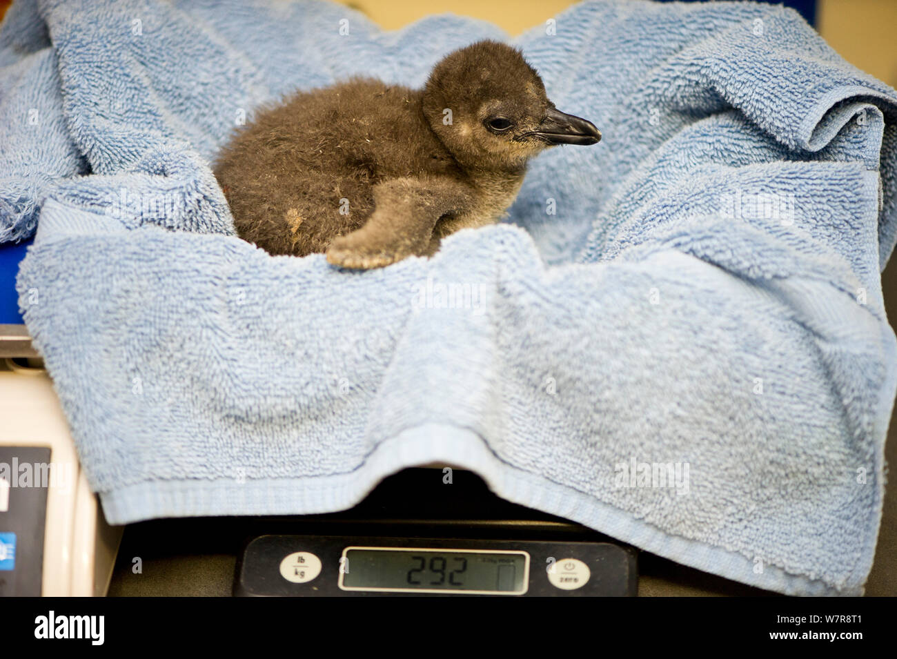 African penguin (Spheniscus demersus) chick being weighed in towel, part of Chick Bolstering Project, Southern African Foundation for the Conservation of Coastal Birds (SANCCOB), South Africa captive, May 2012. Stock Photo