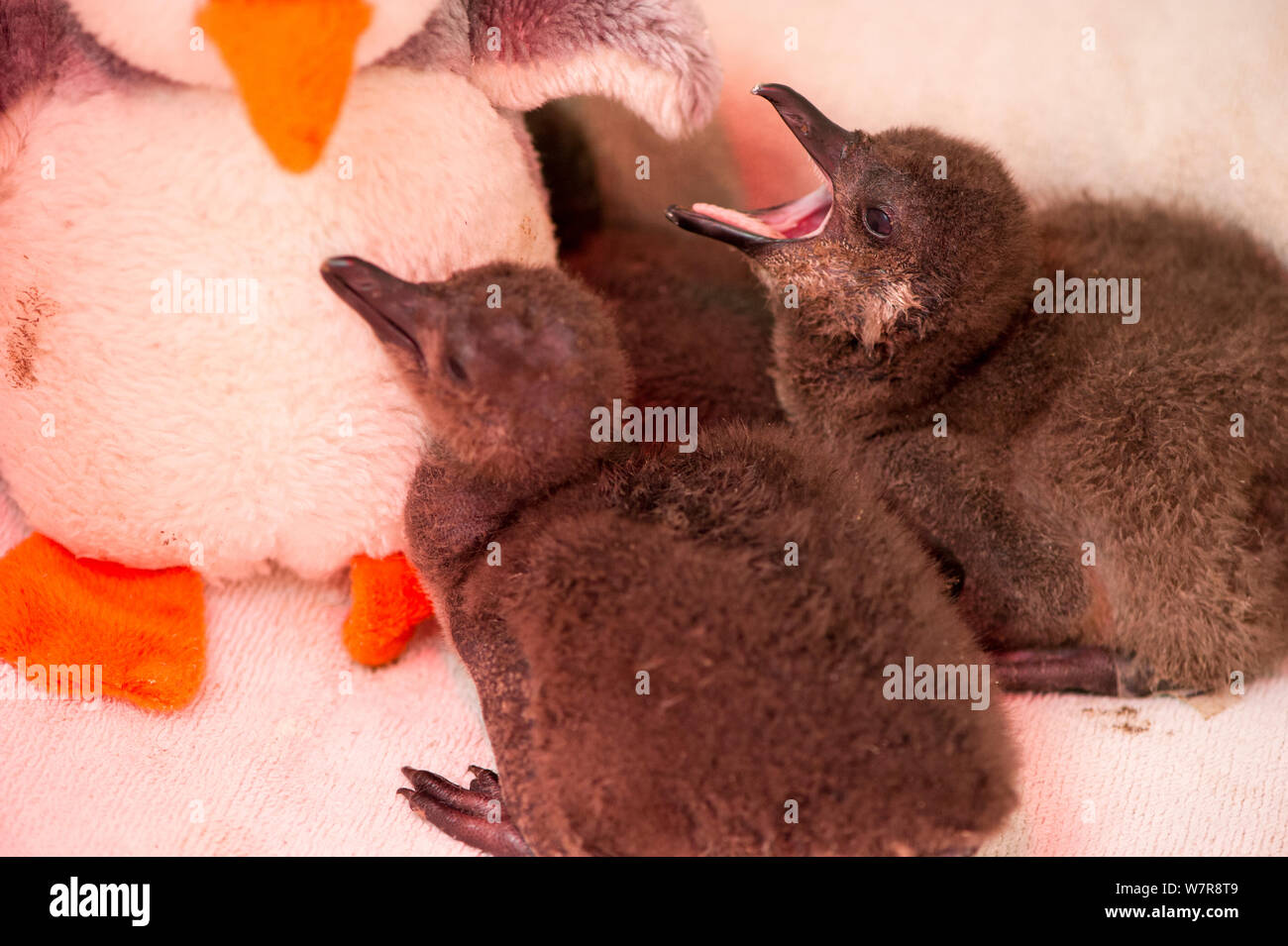 African penguin (Spheniscus demersus) chicks in brooder box with infra red heat lamp and penguin soft toy, part of Chick Bolstering Project, Southern African Foundation for the Conservation of Coastal Birds (SANCCOB), South Africa captive Stock Photo