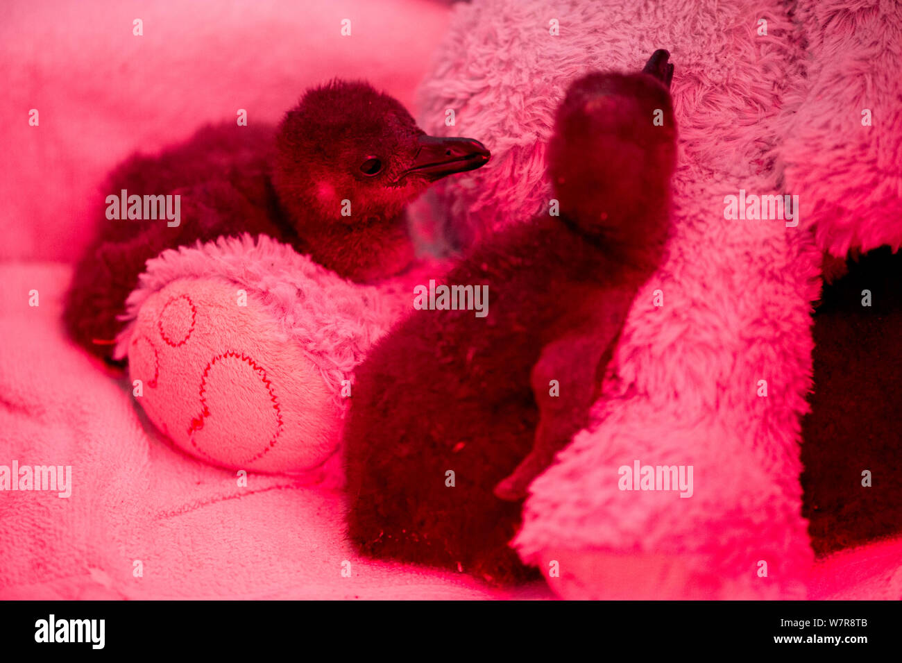 African penguin (Spheniscus demersus) chicks in brooder box with infra red heat lamp and teddy bear, part of Chick Bolstering Project, Southern African Foundation for the Conservation of Coastal Birds (SANCCOB), South Africa Stock Photo