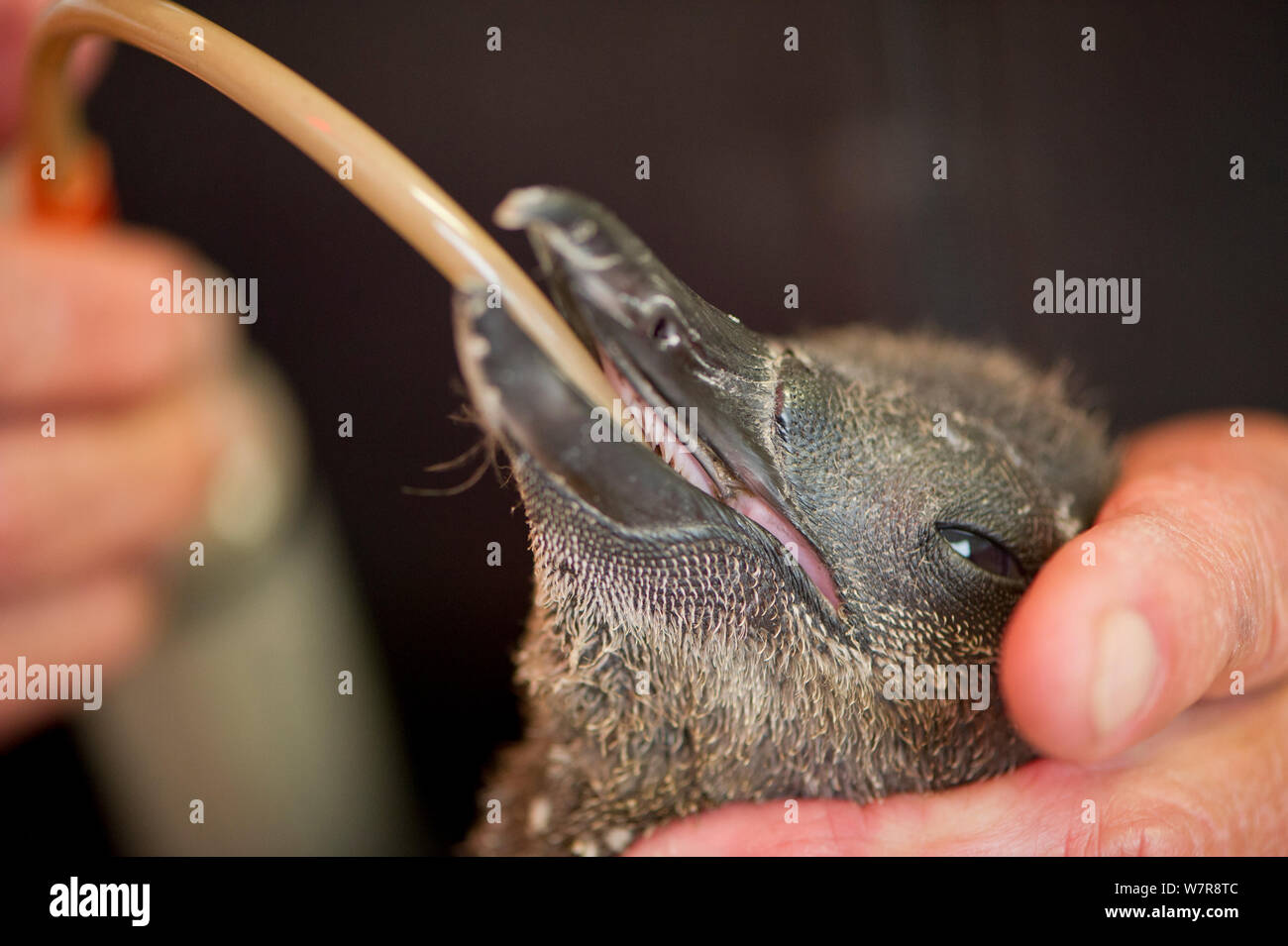 African penguin chick (Spheniscus demersus) being fed liquid from tube, part of Chick Bolstering Project, Southern African Foundation for the Conservation of Coastal Birds (SANCCOB), South Africa captive, May 2012. Stock Photo