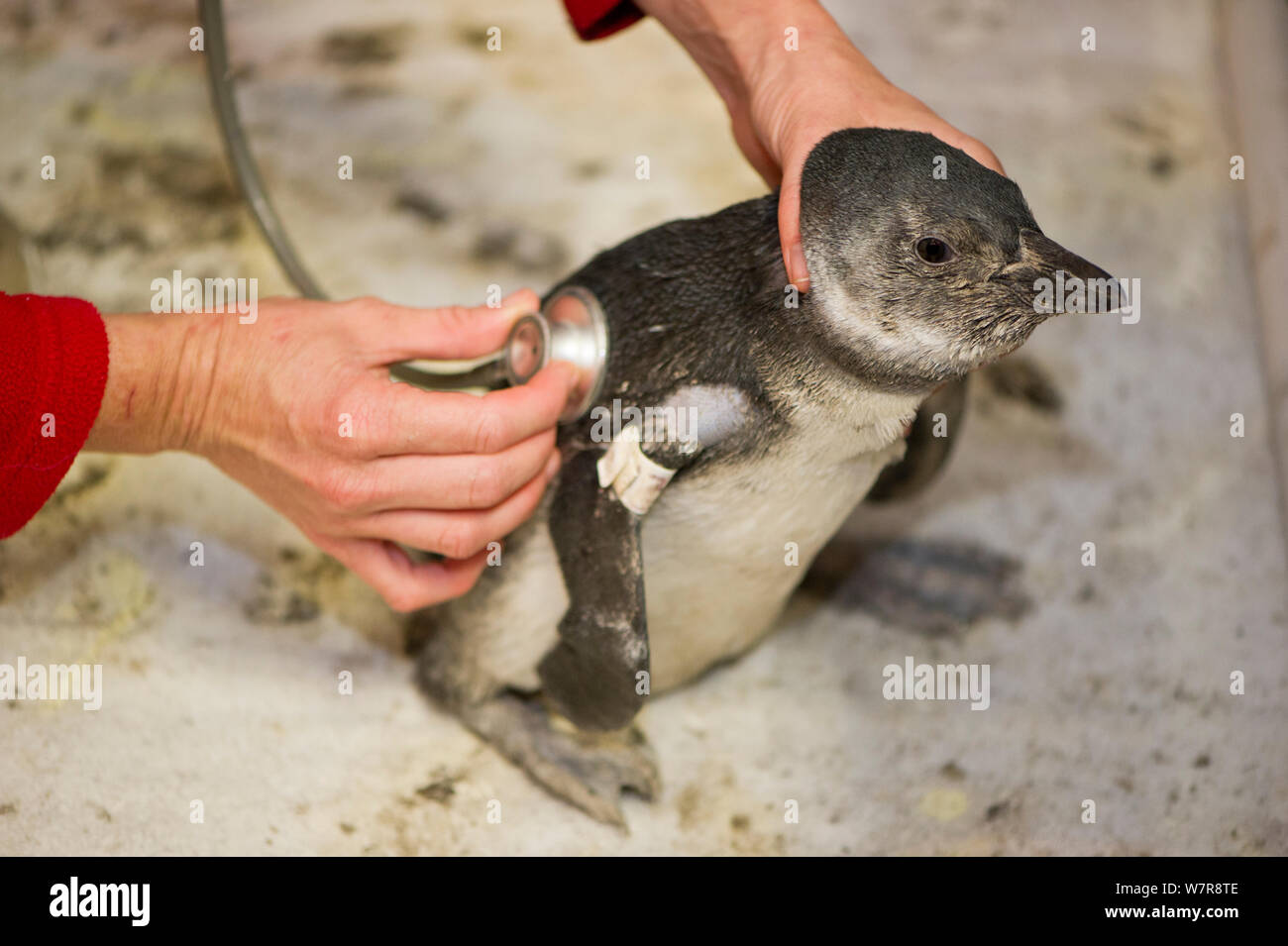 African penguin (Spheniscus demersus) chick being checked by vet with a stephoscope, part of Chick Bolstering Project, Southern African Foundation for the Conservation of Coastal Birds (SANCCOB), South Africa captive, May 2012. Stock Photo