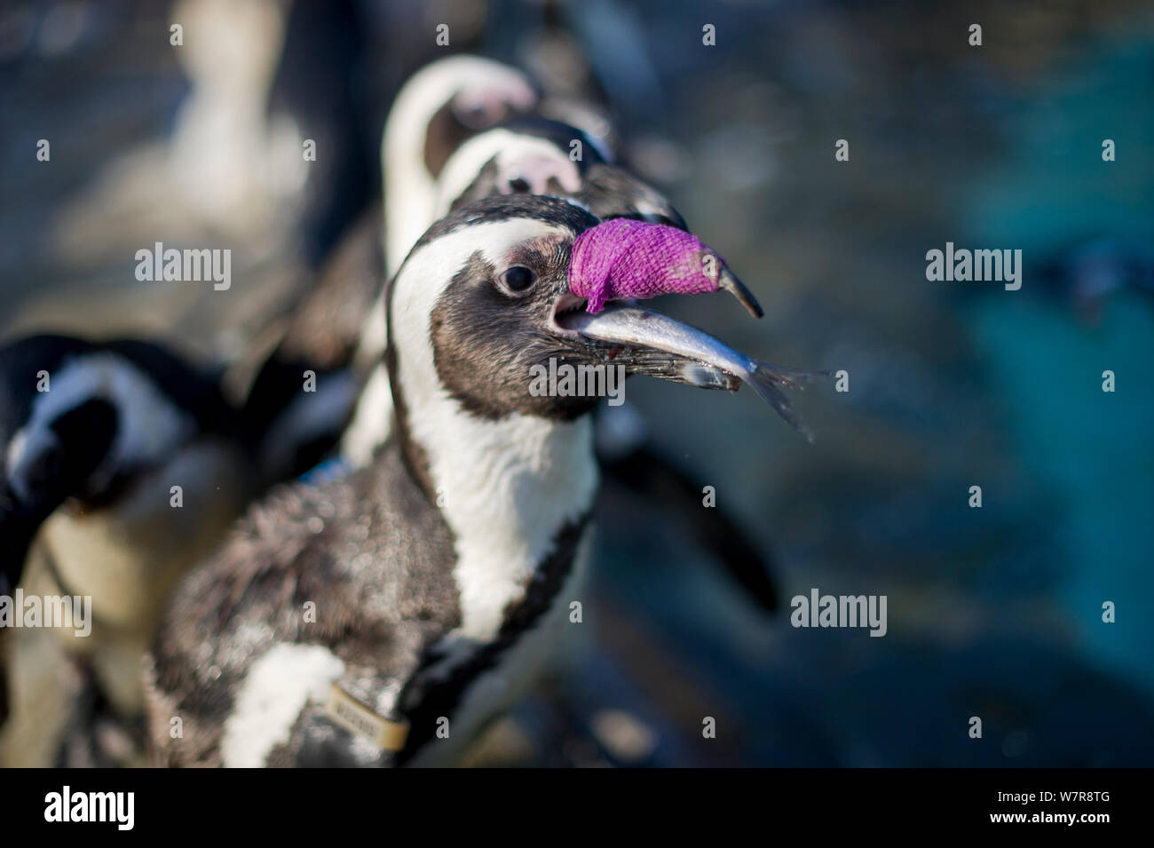 African penguin (Spheniscus demersus) with purple bandage round its injured beak feeding on fish, Southern African Foundation for the Conservation of Coastal Birds (SANCCOB), South Africa May 2012 Stock Photo
