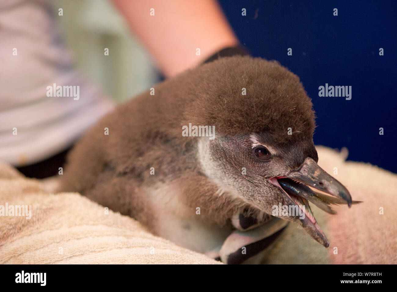 African penguin (Spheniscus demersus) chick, eating whole fish, part of Chick Bolstering Project, Southern African Foundation for the Conservation of Coastal Birds (SANCCOB), South Africa. Captive, May 2012 Stock Photo