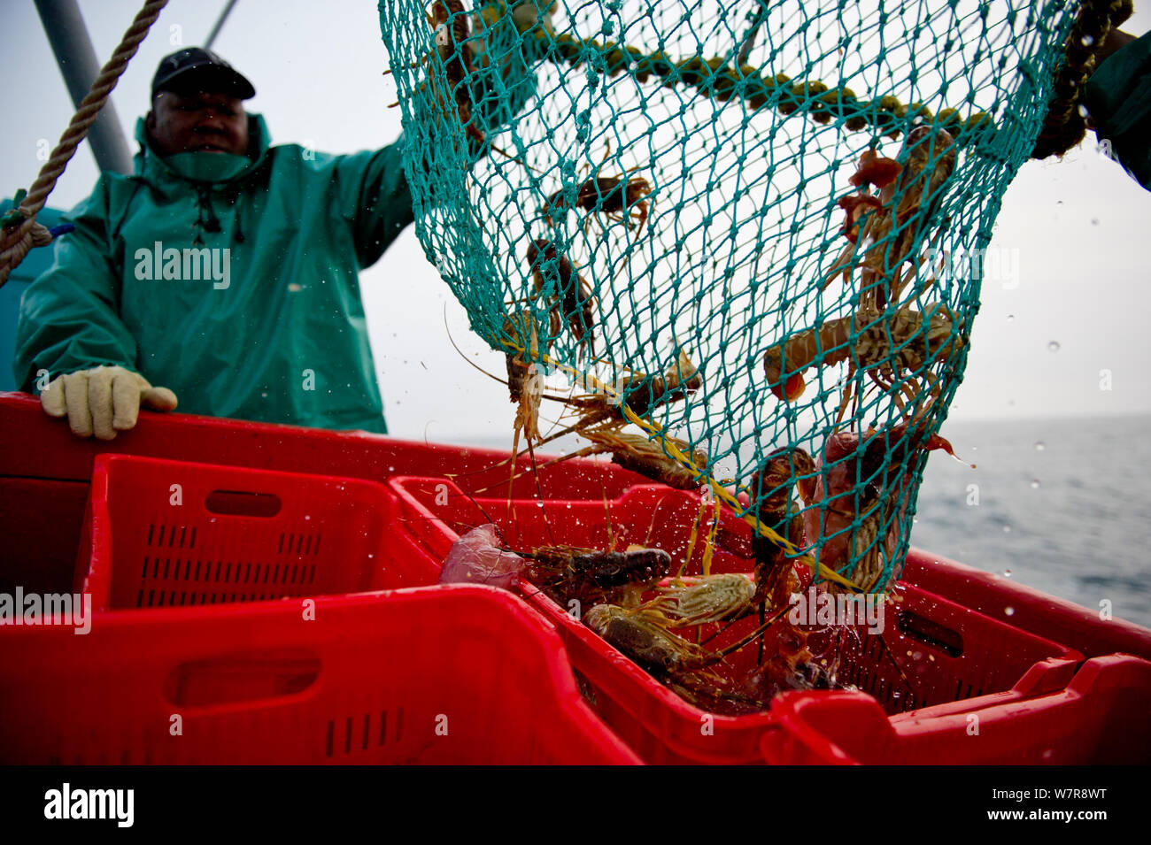 Fishing for West coast rock lobster (Jasus lalandii) aboard the James
