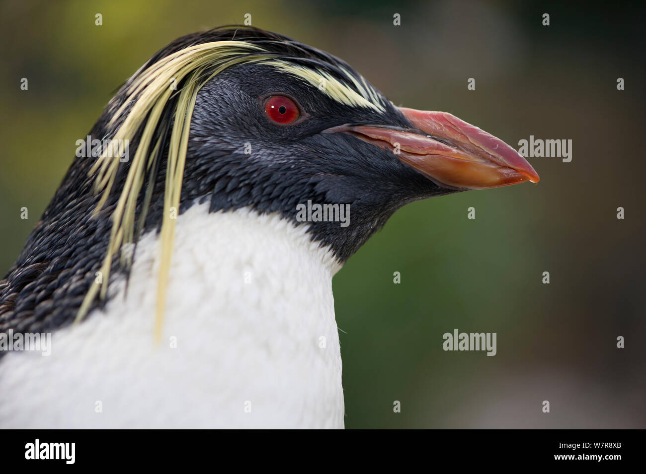 Southern rockhopper penguin, (Eudyptes chrysocome). Southern African Foundation for the Conservation of Coastal Birds (SANCCOB), South Africa, Cape Town, South Africa. 'Rocky' is tame (captive) and is used for educational purposes by SANCCOB. May 2012 Stock Photo