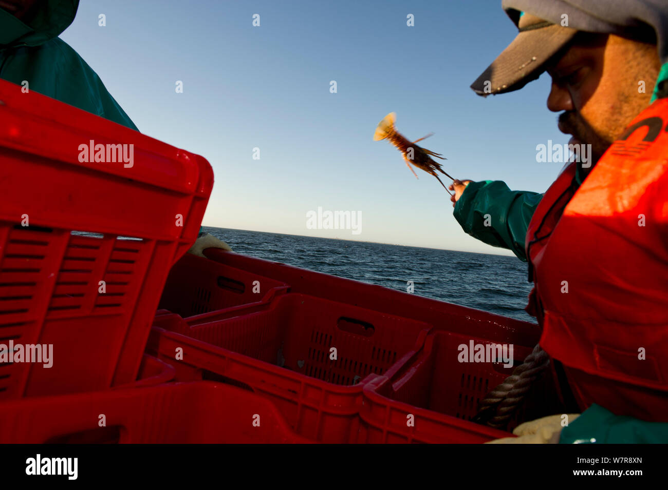Fishing for West coast rock lobster (Jasus lalandii) aboard the 'James