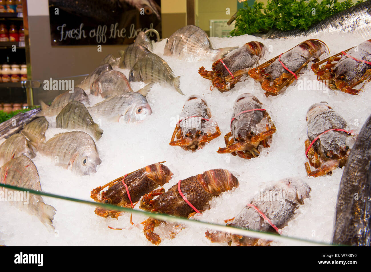 West coast rock lobster (Jasus lalandii) on ice at a seafood counter in the Food Lovers Supermarket, Noordhoek, Longbeach Mall, South Africa Stock Photo