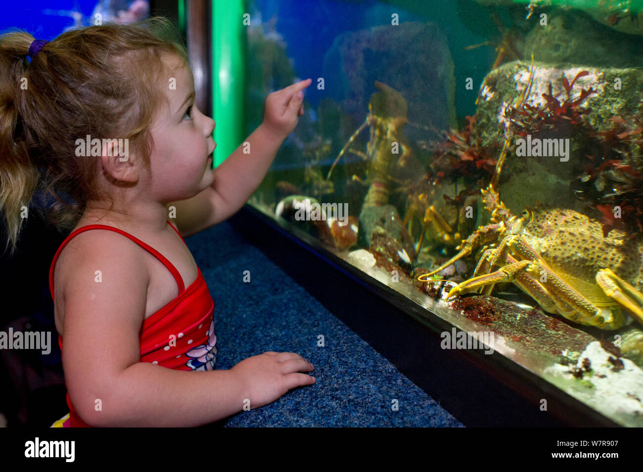 Young girl looking at the West coast rock lobsters (Jasus lalandii) in