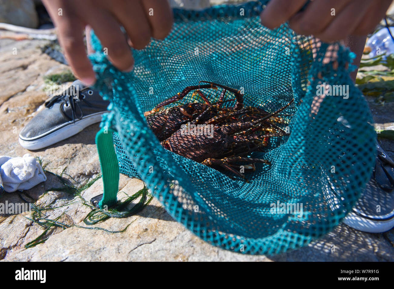 West coast rock lobsters (Jasus lalandii) caught by freedivers, South Africa. Stock Photo