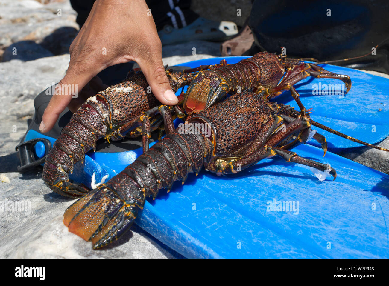 West Coast Rock Lobster (Jasus lalandii) caught by freediver, Kommetjie