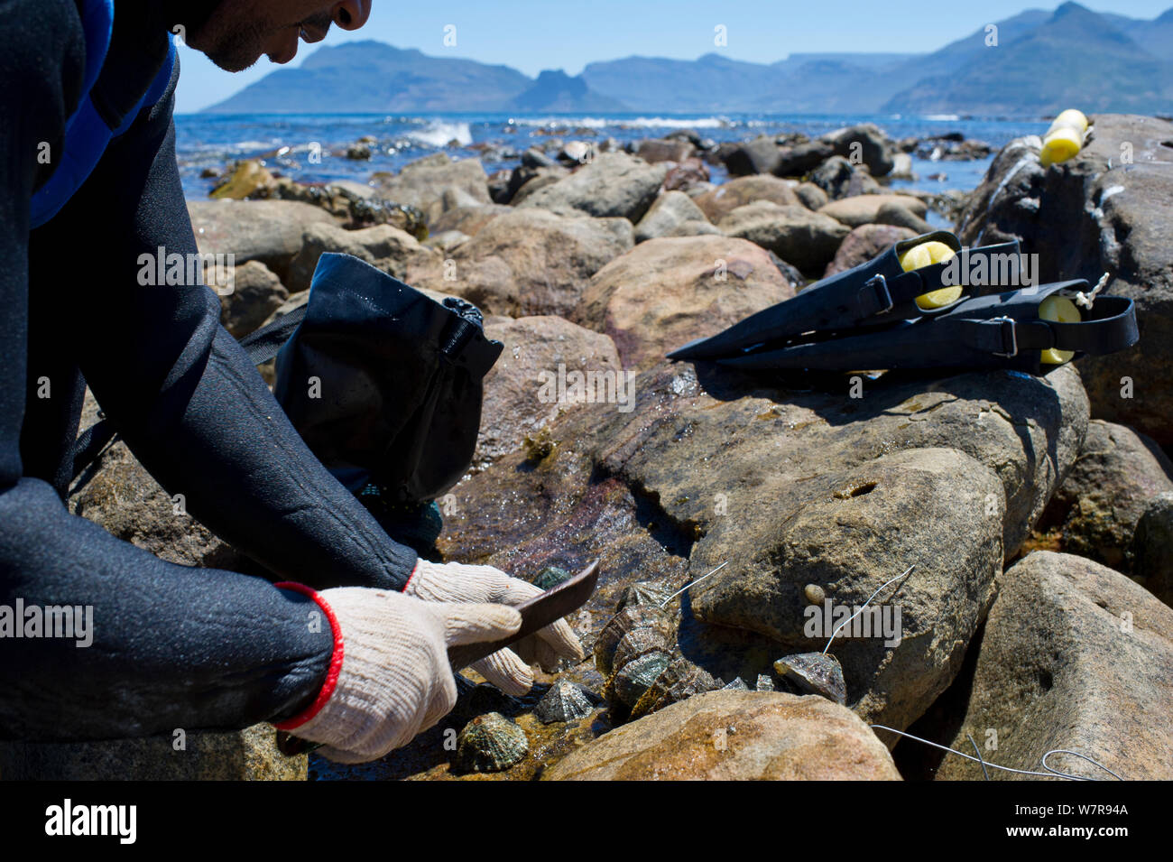 Freedivers removing limpets from rocks to use as  bait for West coast rock lobster (Jasus lalandii). Kommetjie, South Africa. Stock Photo