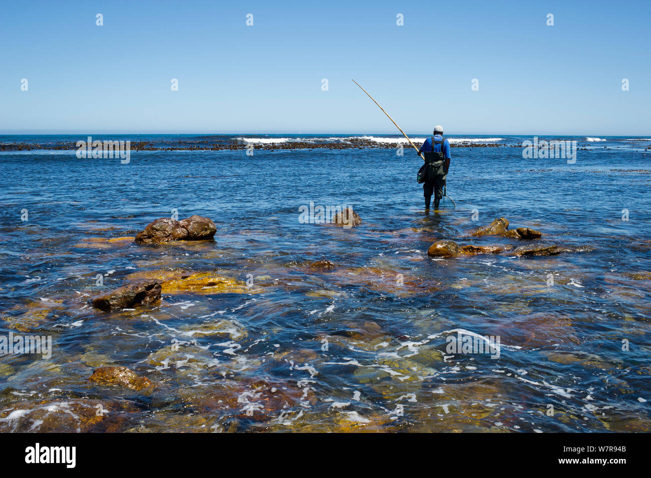 Man fishing for West coast rock lobster (Jasus lalandii)  with wooden pole and string of limpets as bait. Kommetjie, South Africa Stock Photo