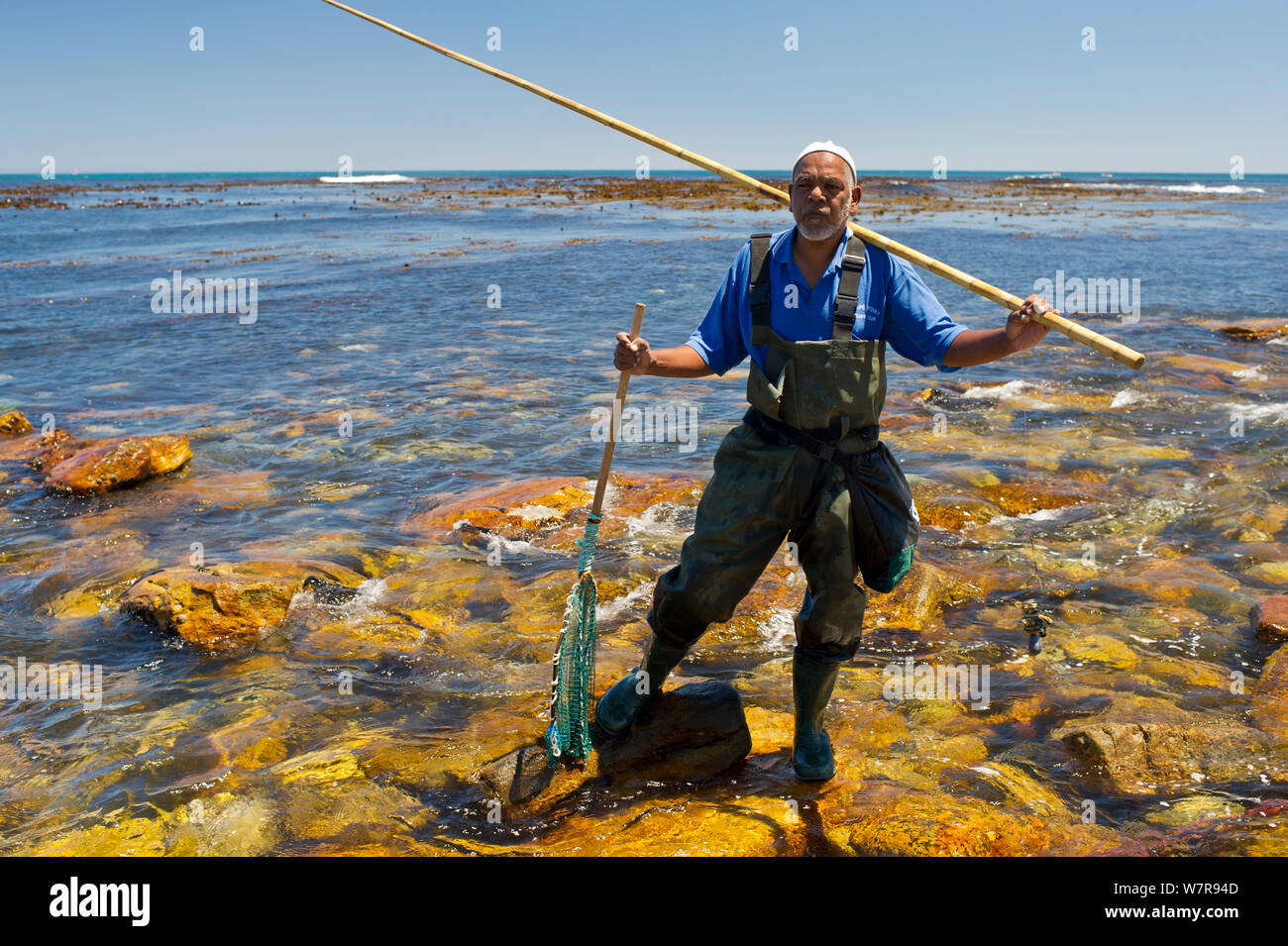 Man fishing for West coast rock lobster (Jasus lalandii)  with wooden pole and string of limpets as bait. Kommetjie, South Africa Stock Photo