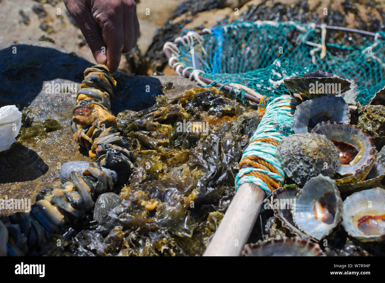 West coast rock lobster (Jasus lalandii) fishing equipment. Limpets as bait and a hoop net used by recreational fisherman. Kommetjie, South Africa. Stock Photo