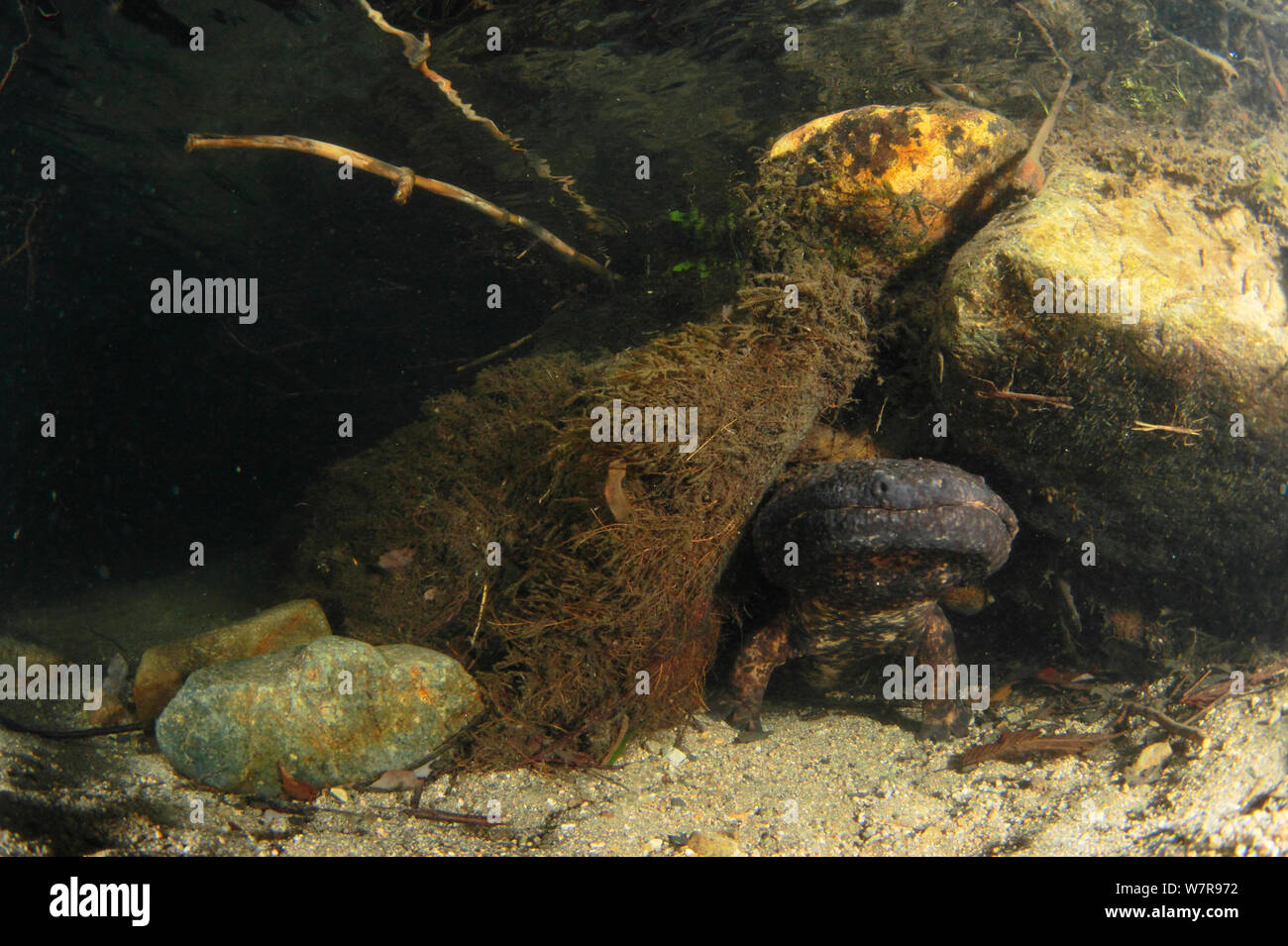 Japanese giant salamander (Andrias japonicus) den master protecting the entrance to nest, Hino-river Tottori-ken Japan, March Stock Photo