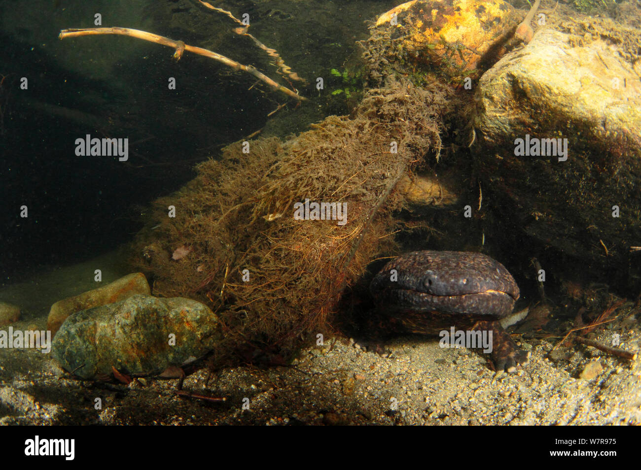 Japanese giant salamander (Andrias japonicus)den master protecting the entrance of its nest, Hino-river Tottori-ken Japan, March Stock Photo