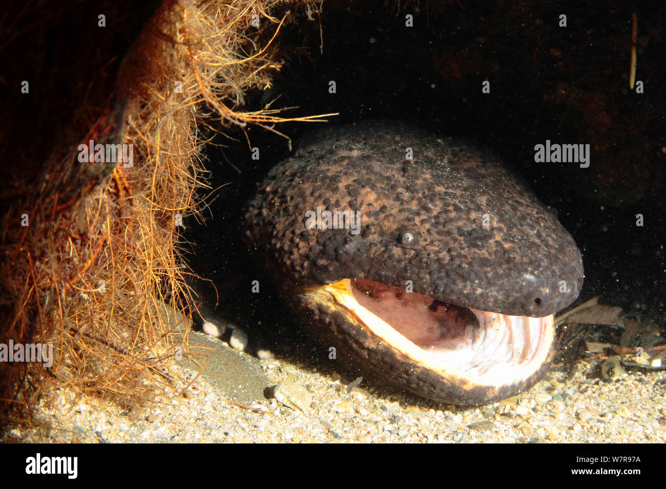 Japanese giant salamander (Andrias japonicus) den master with larvae he has accidently breathed in. Hino-river Tottori-ken Japan, March. Stock Photo