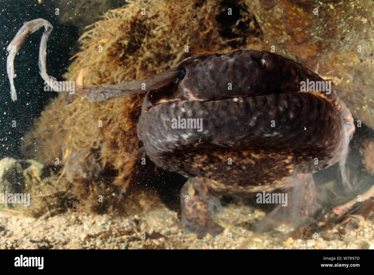 Japanese giant salamander (Andrias japonicus) moulting, Hino-river, Tottori-ken Japan, March Stock Photo