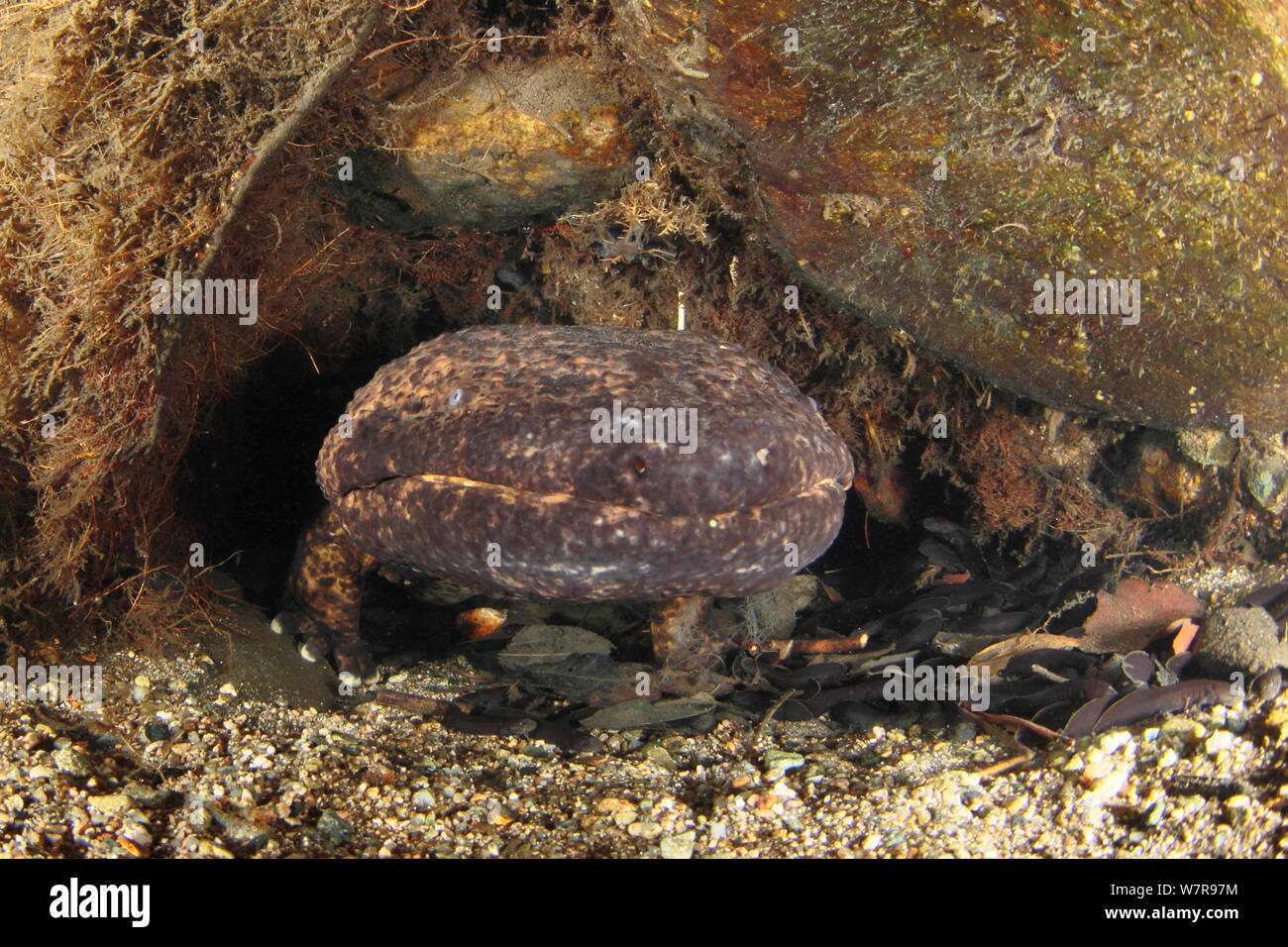 Japanese giant salamander (Andrias japonicus) with larvae ready to leave the nest, Hino-river Tottori-ken Japan, March Stock Photo