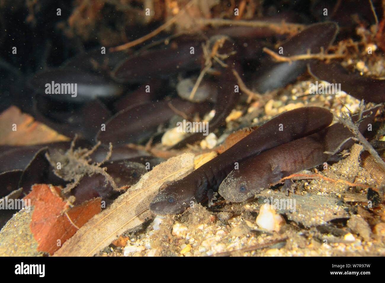 Japanese giant salamander (Andrias japonicus) larvae gathered at the entrance of the nest, Hino-river Tottori-ken Japan, March Stock Photo