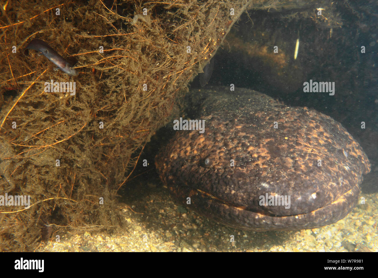 Japanese giant salamander (Andrias japonicus) with larvae which has just left the nest, Hino-river Tottori-ken Japan, March Stock Photo