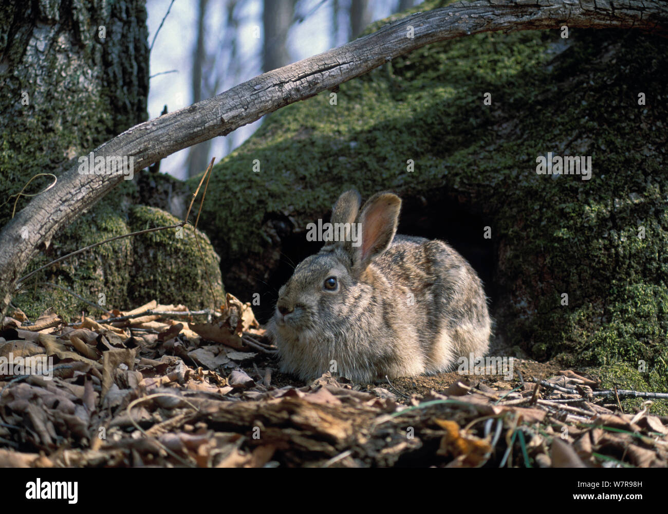Lepus brachyurus hires stock photography and images Alamy