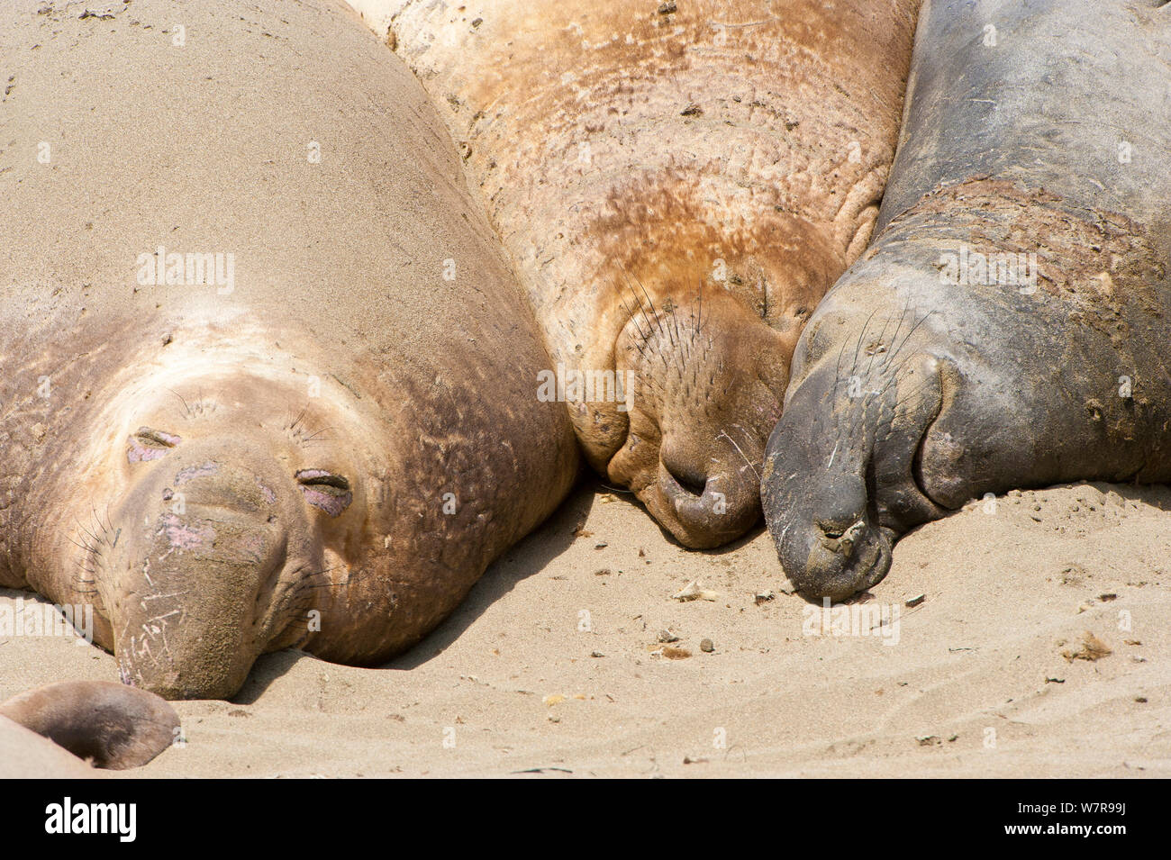 Northern Elephant seals (Mirounga angustirostris) sleeping, California, USA. Stock Photo
