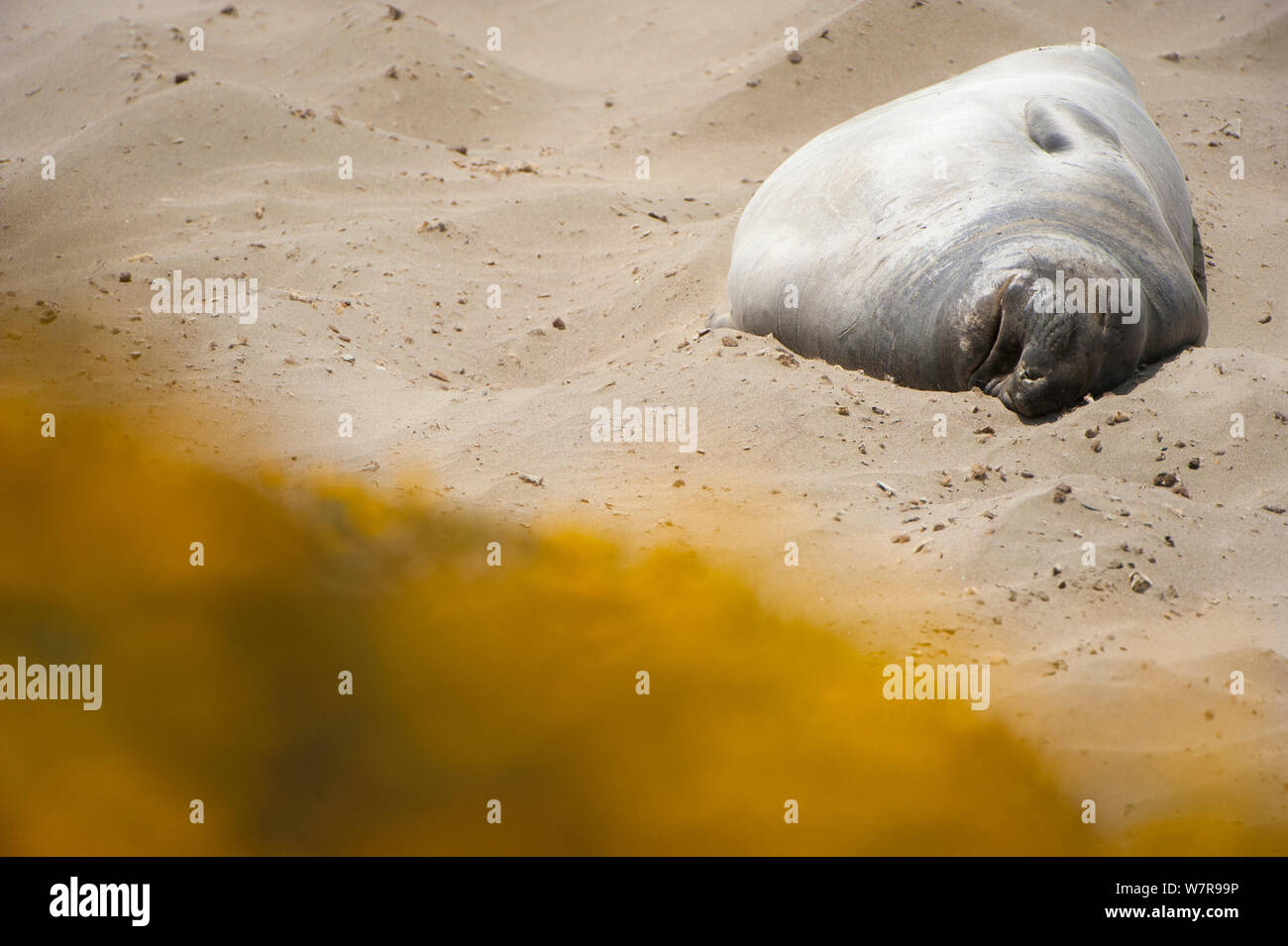 Northern Elephant seal (Mirounga angustirostris) sleeping on beach, California, USA. Stock Photo