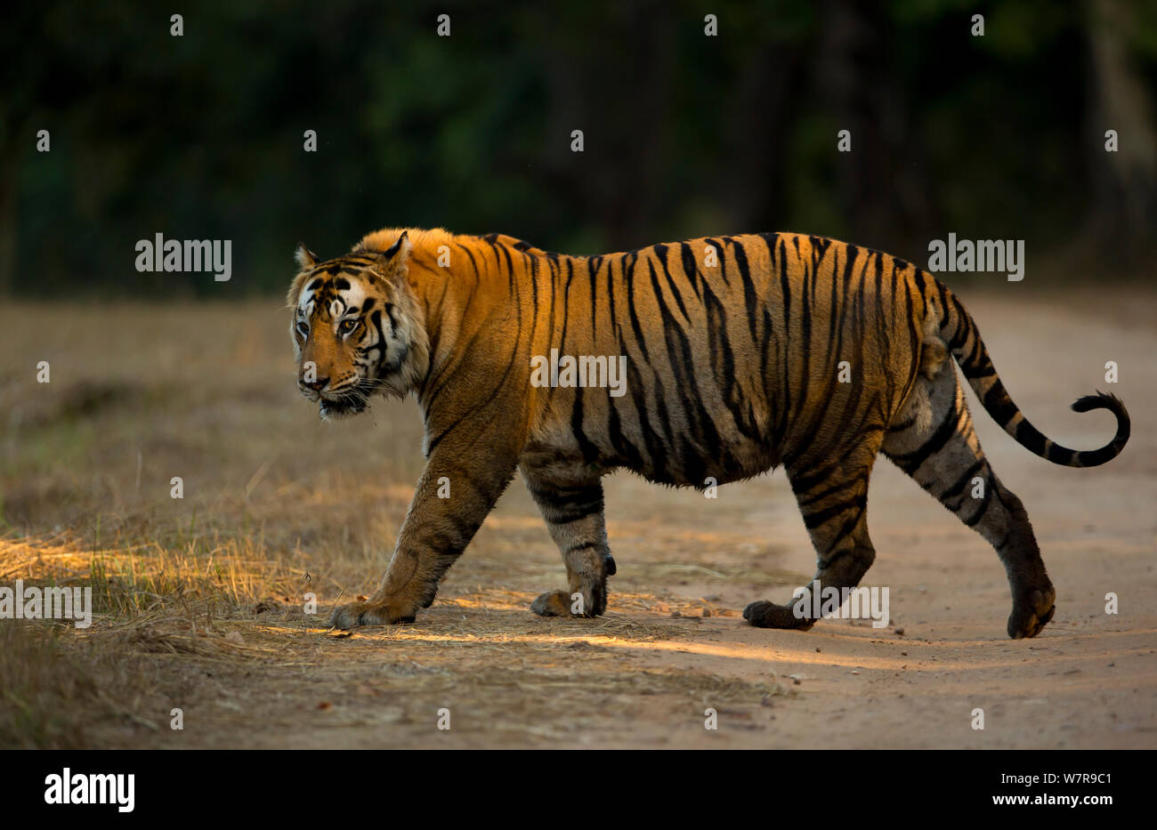 Male Bengal tiger (Panthera tigris tigris) walking, Bandhavgarh