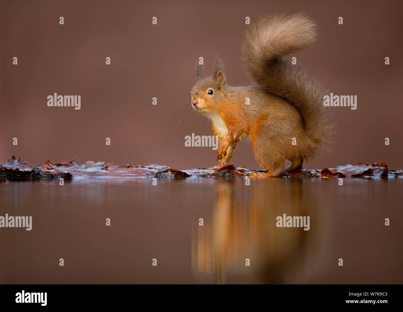 Red squirrel (Sciurus vulgaris) at woodland pool, Dumfries, Scotland, UK, January Stock Photo