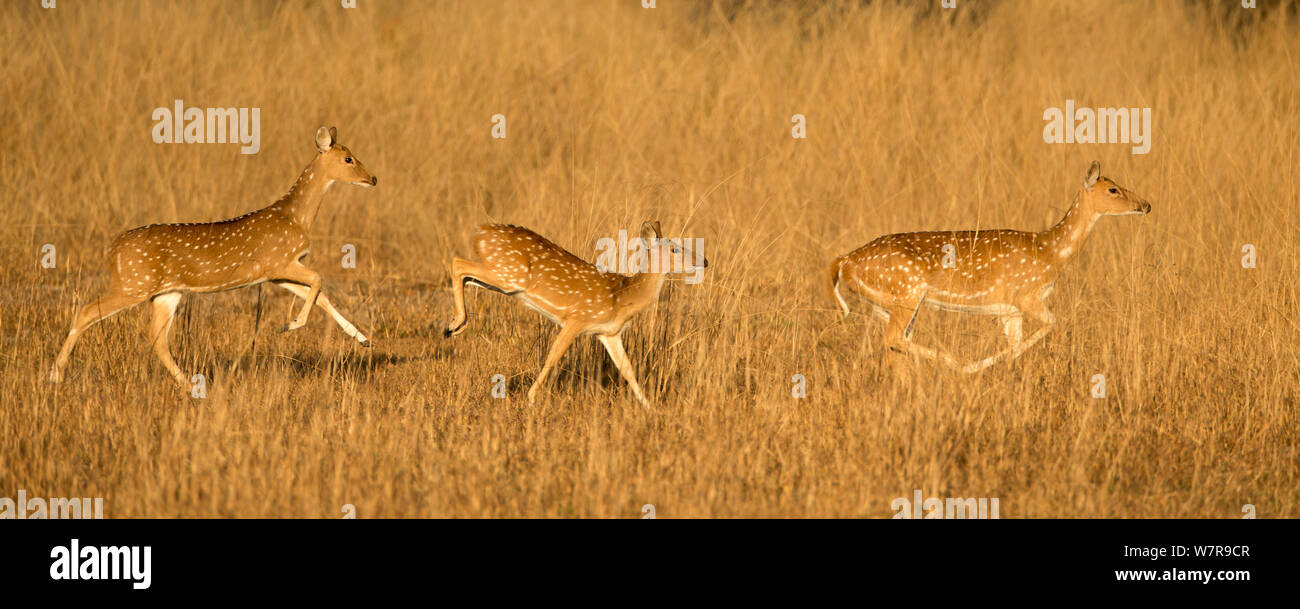 Three Chital deer (Axis axis) running, Bandhavgarh National Park, India, February Stock Photo