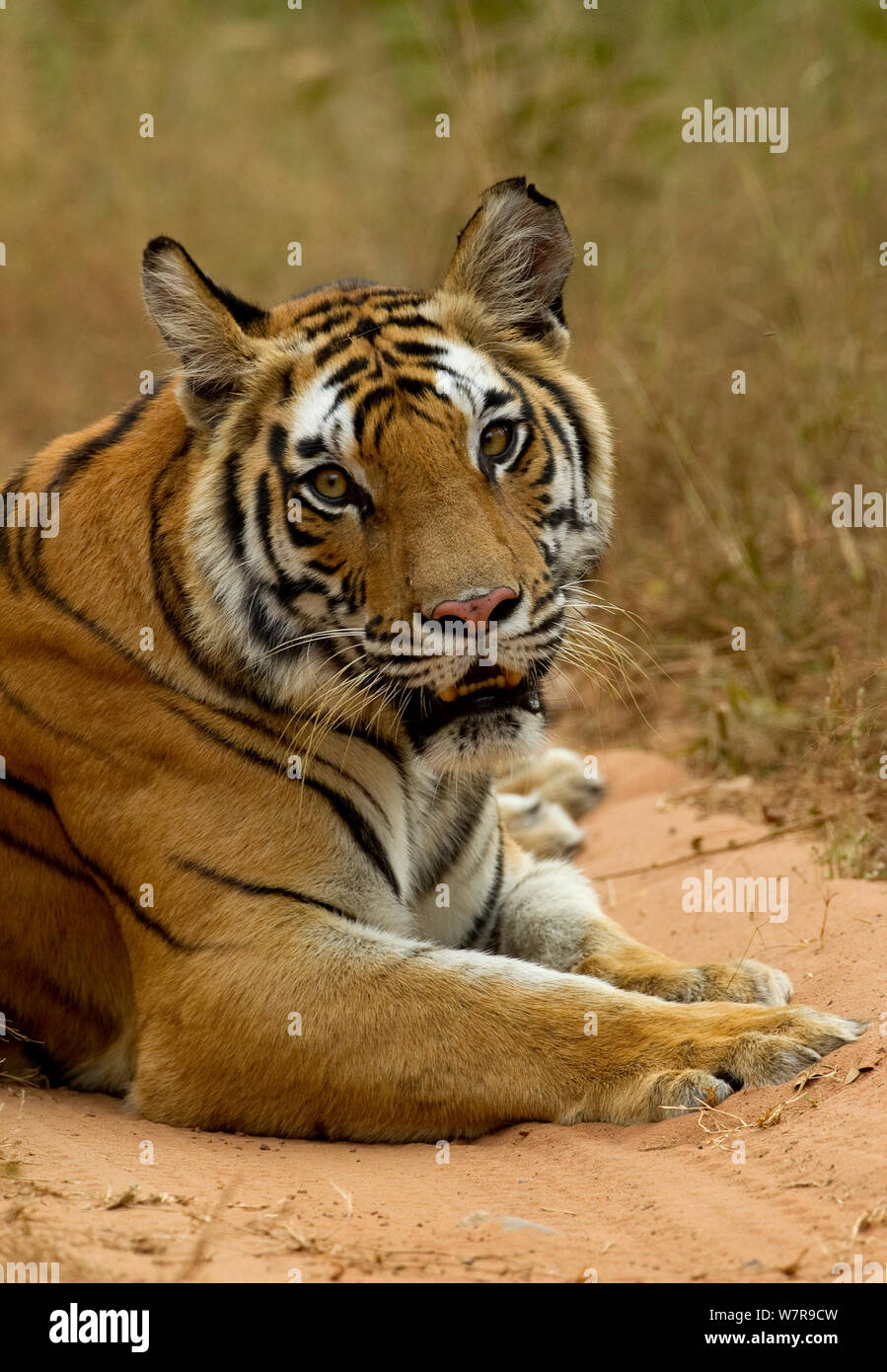 Portrait of a female Bengal tiger (Panthera tigris tigris) lying down, Bandhavgarh National Park, India, November. Stock Photo