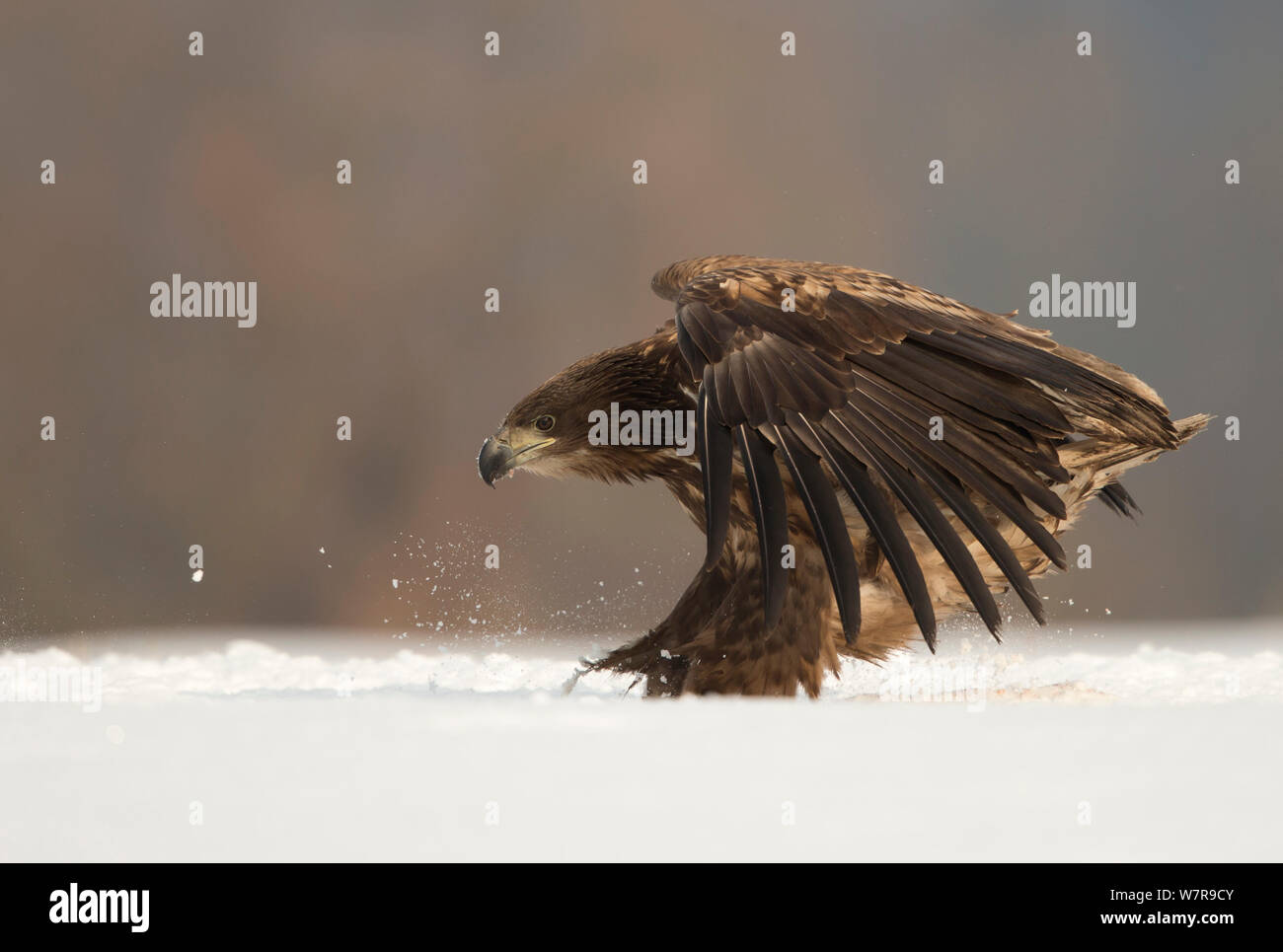 White-tailed eagle (Haliaeetus albicilla) landing in the snow, Poland, February. Stock Photo