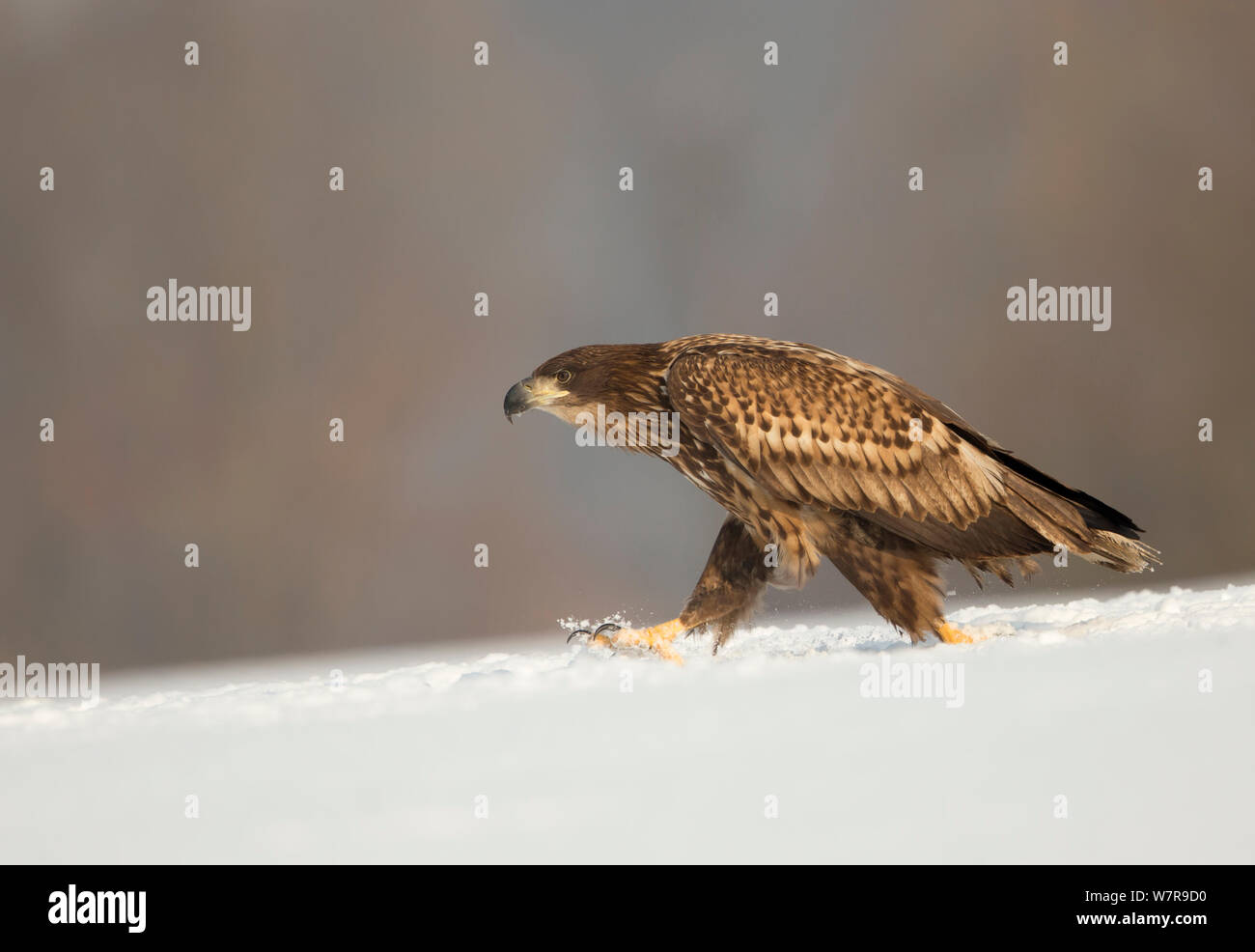 White-tailed eagle (Haliaeetus albicilla) in the snow, Poland, February. Stock Photo