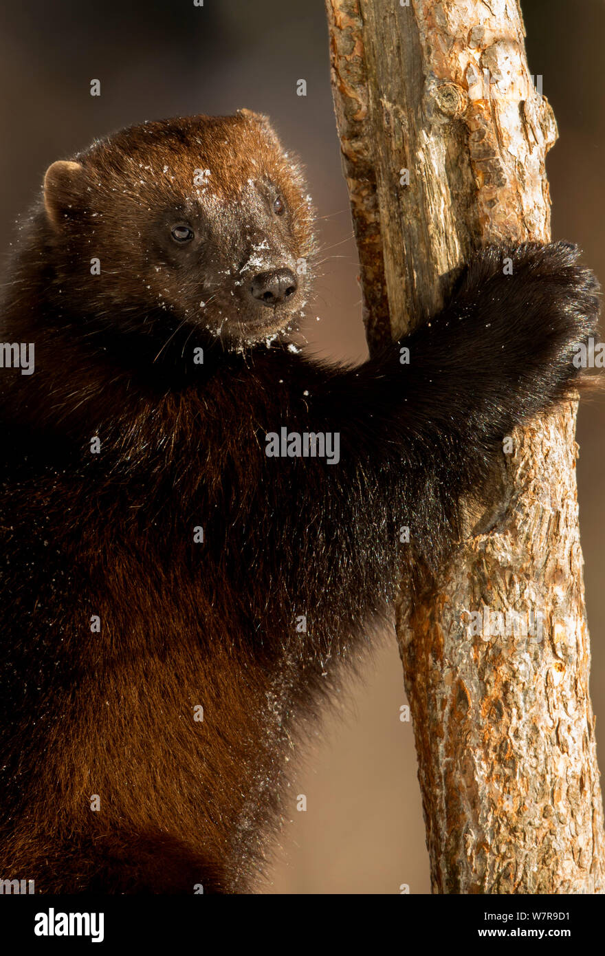 Wolverine (Gulo gulo) climbing a tree with snow on its nose, Lieksa, Finland, March. Stock Photo