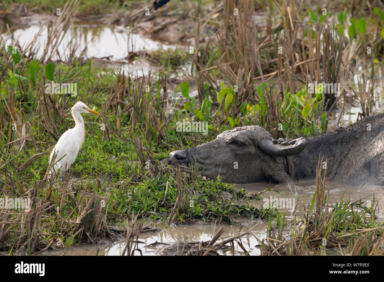 Cattle Egret (Bubulcus ibis) and Water Buffalo (Bubalus bubalis) Yala NP, Sri Lanka Stock Photo