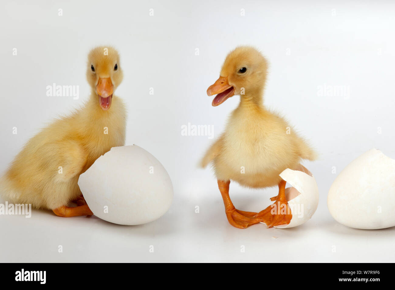 Newly hatched ducklings with eggs. Stock Photo