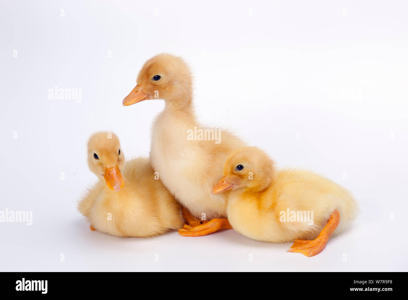 Three newly hatched ducklings Stock Photo